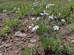 Dianthus plumarius