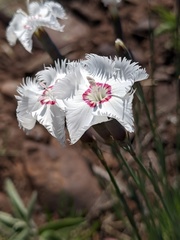Dianthus plumarius
