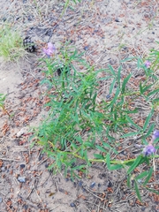 Astragalus arenarius
