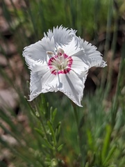 Dianthus plumarius