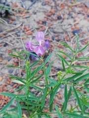 Astragalus arenarius