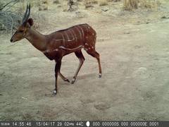 Tragelaphus scriptus