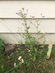 Erigeron philadelphicus