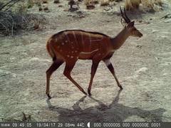 Tragelaphus scriptus