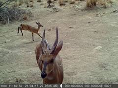 Tragelaphus scriptus