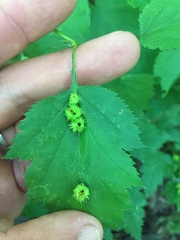 Dasineura crataegibedeguar