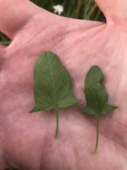 Convolvulus arvensis