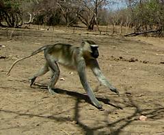 Chlorocebus tantalus