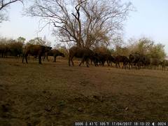 Syncerus caffer brachyceros