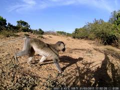 Chlorocebus tantalus