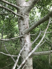 Populus tremula
