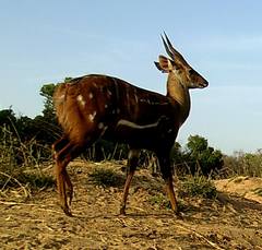 Tragelaphus scriptus