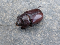 Oryctes nasicornis