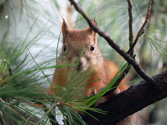 Sciurus vulgaris