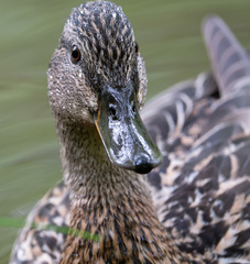 Anas platyrhynchos