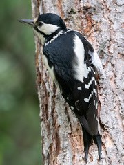 Dendrocopos major