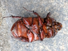 Oryctes nasicornis
