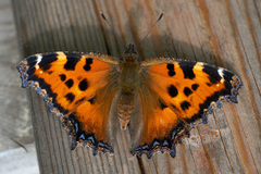Nymphalis xanthomelas