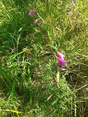 Gladiolus palustris