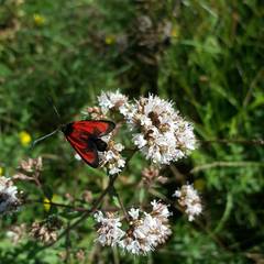 Zygaena erythrus