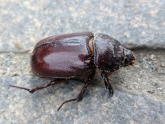 Oryctes nasicornis