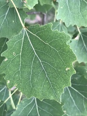 Populus tremula