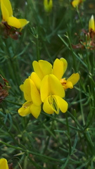 Genista radiata