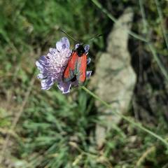 Zygaena erythrus
