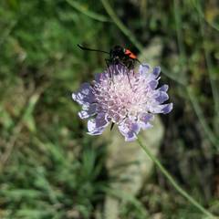 Zygaena erythrus