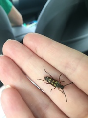 Typocerus velutinus
