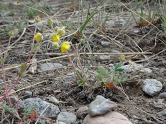 Potentilla arenosa