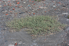 Atriplex maximowicziana