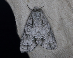 Acronicta