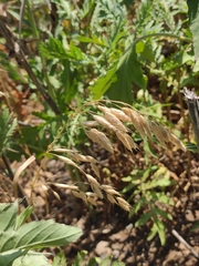 Bromus squarrosus