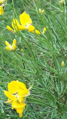 Genista radiata