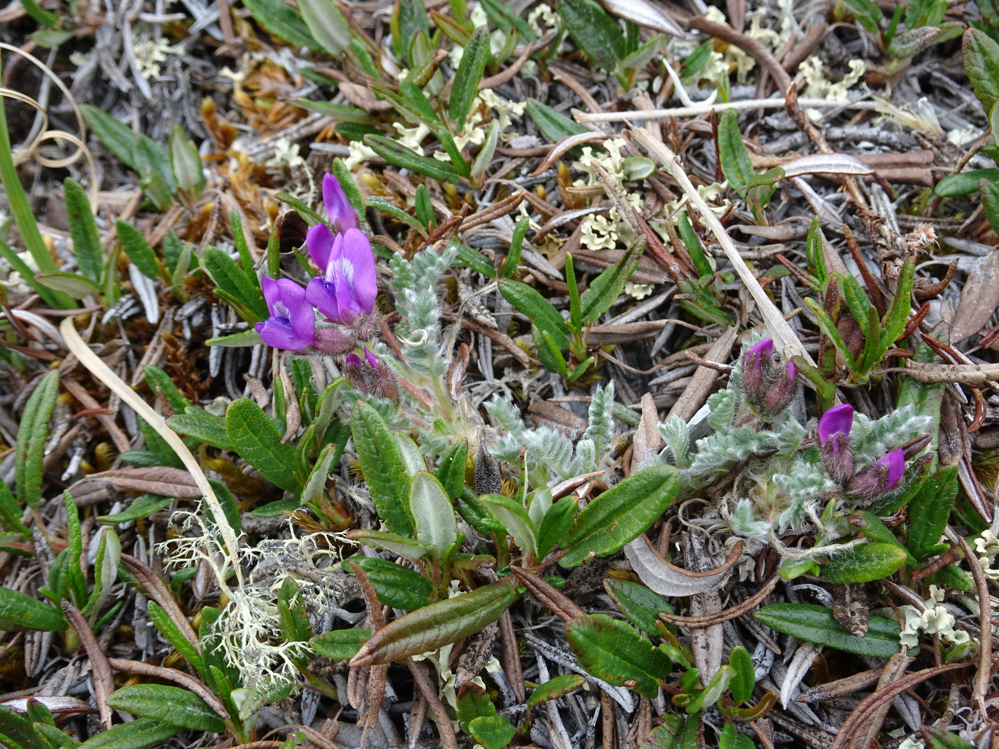 Oxytropis nigrescens var. nigrescens