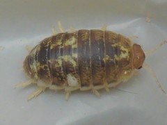 Alloniscus perconvexus