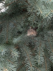 Selasphorus platycercus