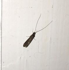 Annulipalpia