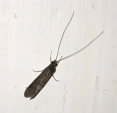Annulipalpia