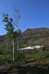 Betula pubescens pumila