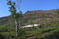 Betula pubescens pumila