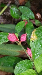 Acanthaceae