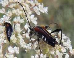 Stenopterus ater