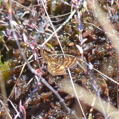 Epelis truncataria