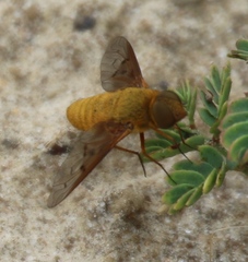 Chrysanthrax edititius