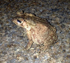 Duttaphrynus melanostictus