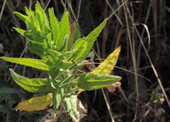 Acrometopa italica