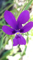 Viola dubyana