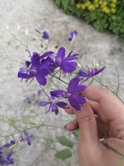 Delphinium consolida